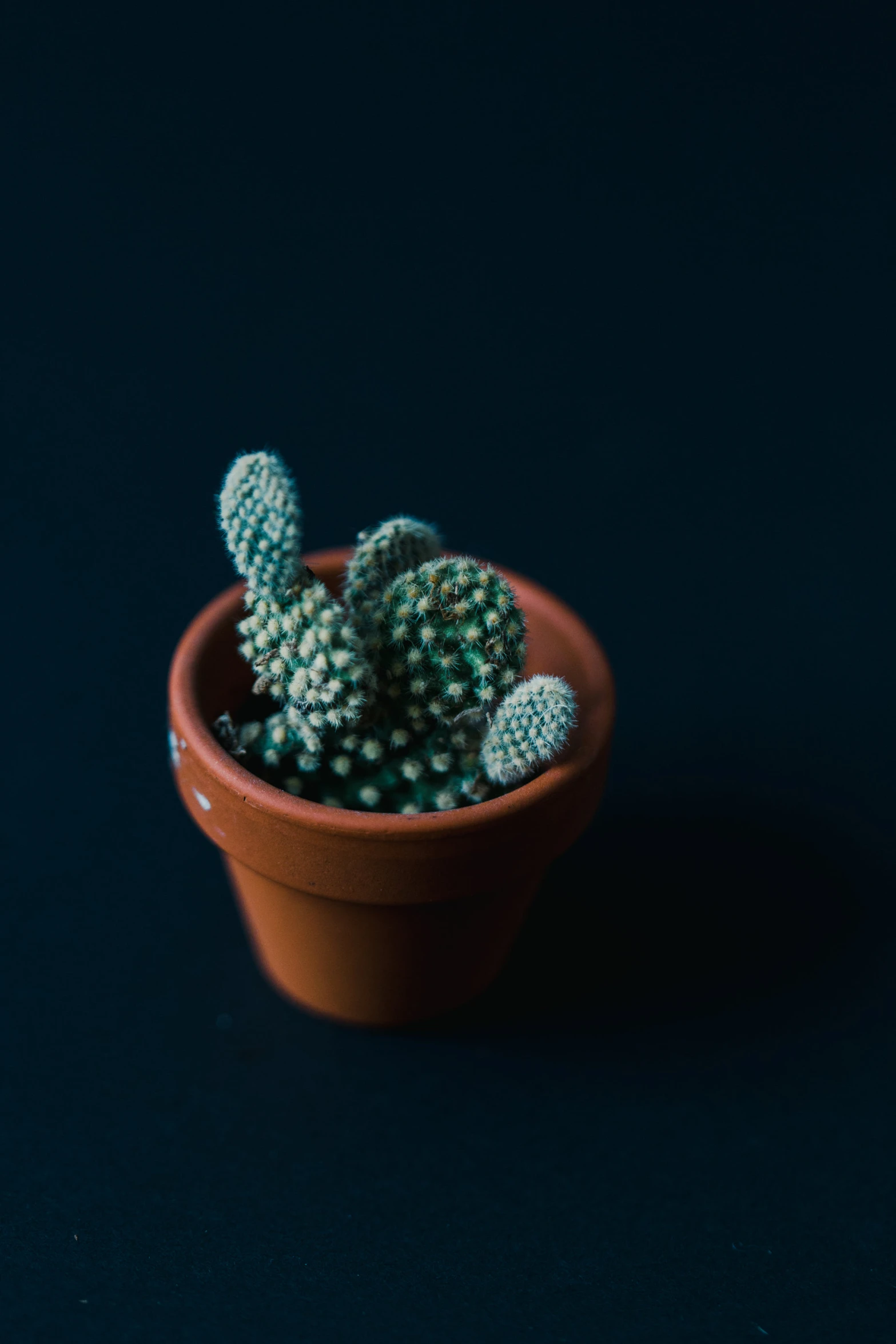 a small potted cactus sits in the dark