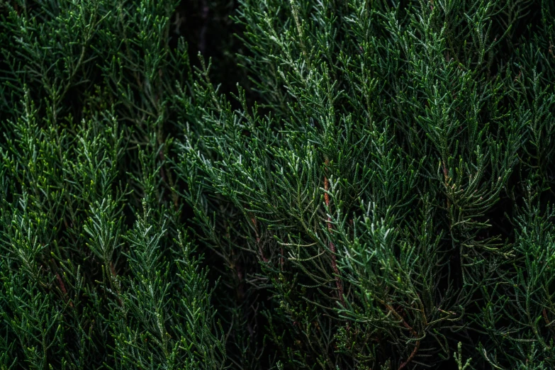 a tree in the dark has many small needles