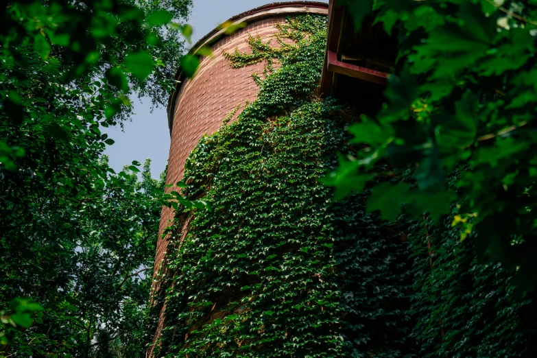 vines on the wall of an old brick building