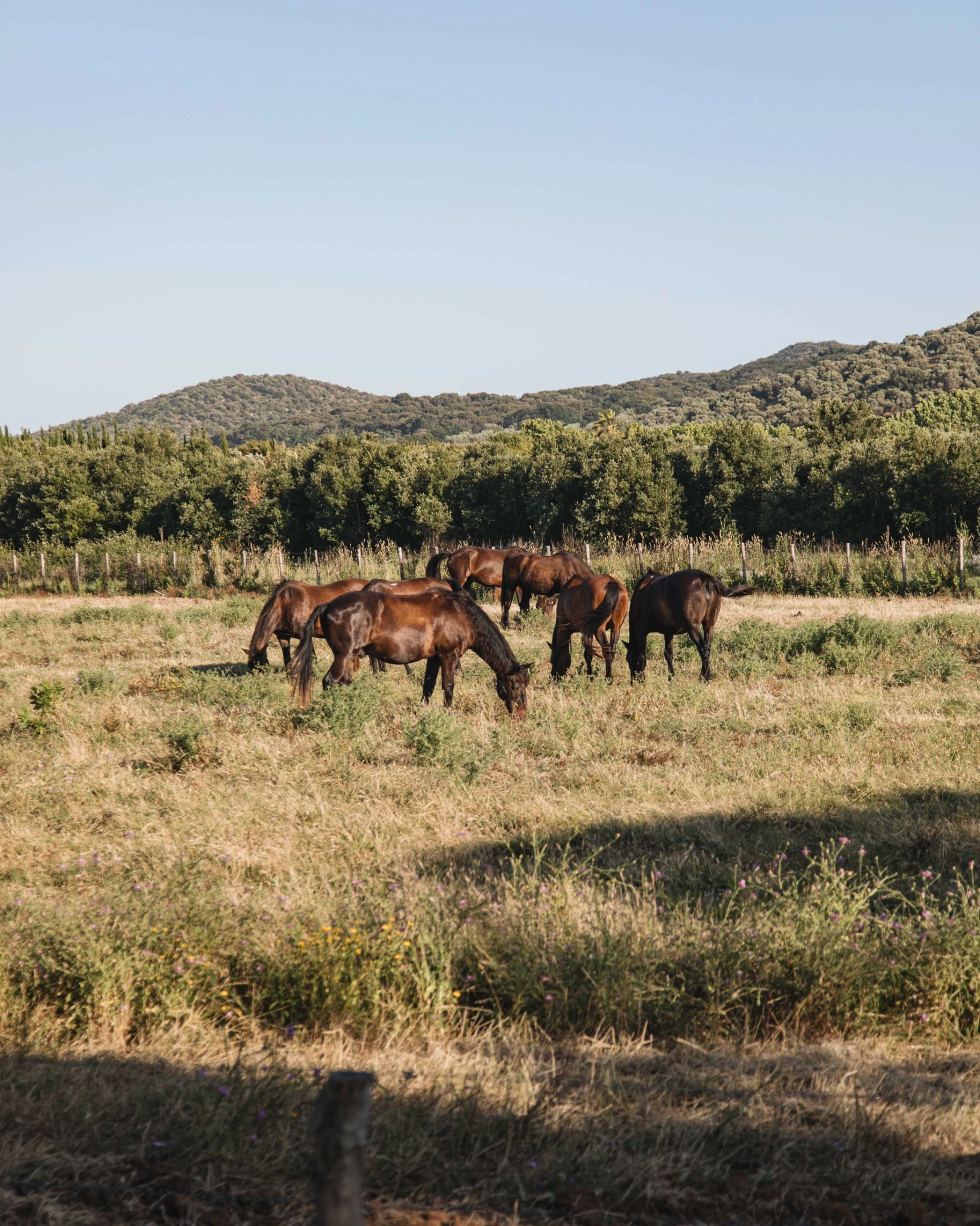 a herd of horses grazes in a field