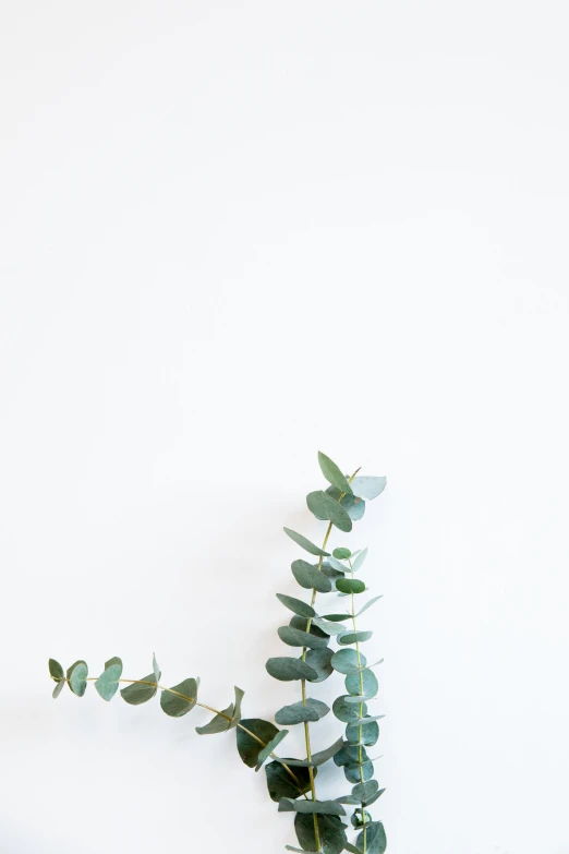 a group of eucalyptus leaves on a nch