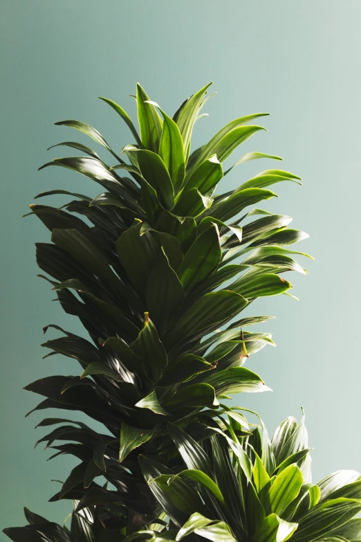 an extreme close up of the top leaves of a plant