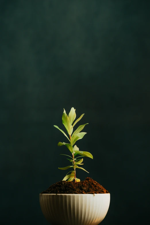 a plant is growing out of the middle of a white bowl