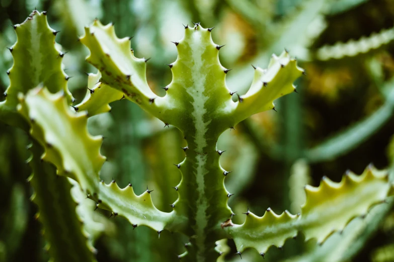 close up view of a green leafy plant