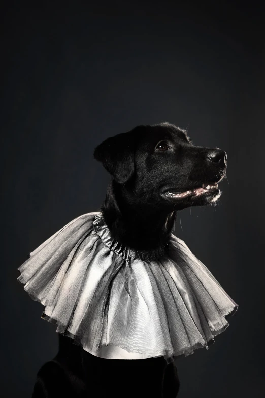 black dog wearing silver and white tulle on black background