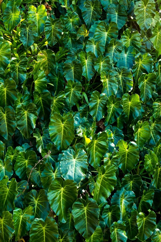 the view from above shows an area of greenery