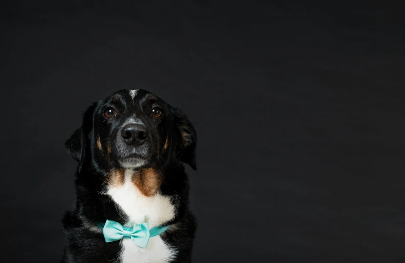 a dog is wearing a turquoise bow tie