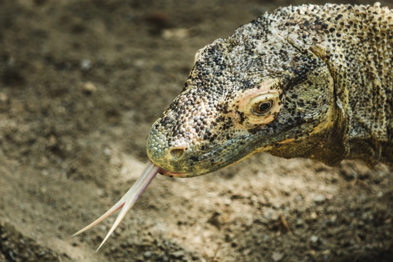 the reptiled animal has one of its legs stretched out