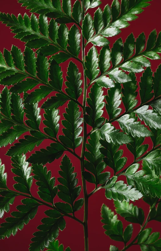 a plant with small leaves and red background