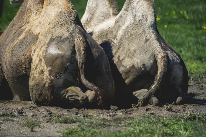 two camels rubbing their heads in a dle