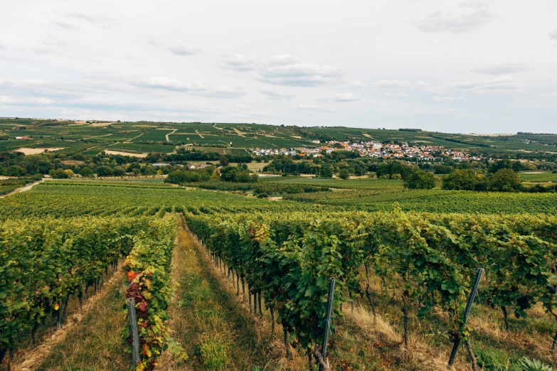 a vineyard with many vines and houses in the distance