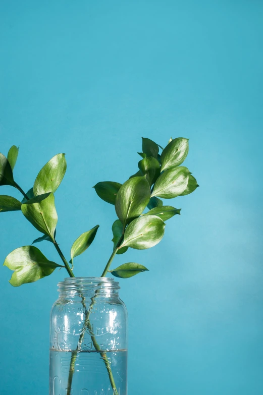 the leafy stems of this plant are in a jar with water