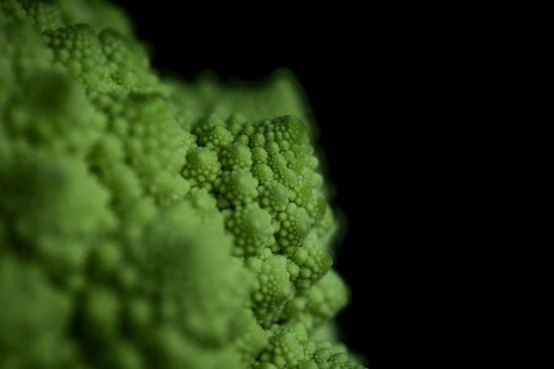 closeup view of a piece of broccoli