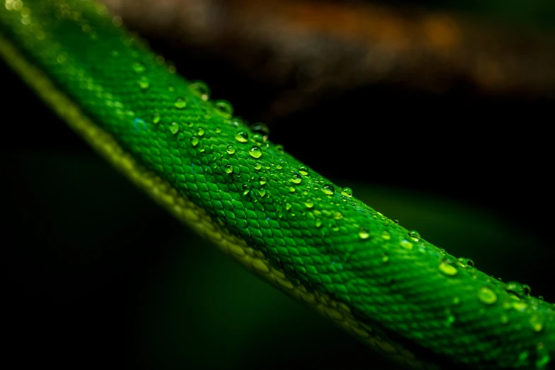 water droplets on a green leaf while the day is dark