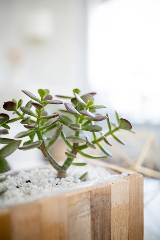 small potted green plant in a wooden planter