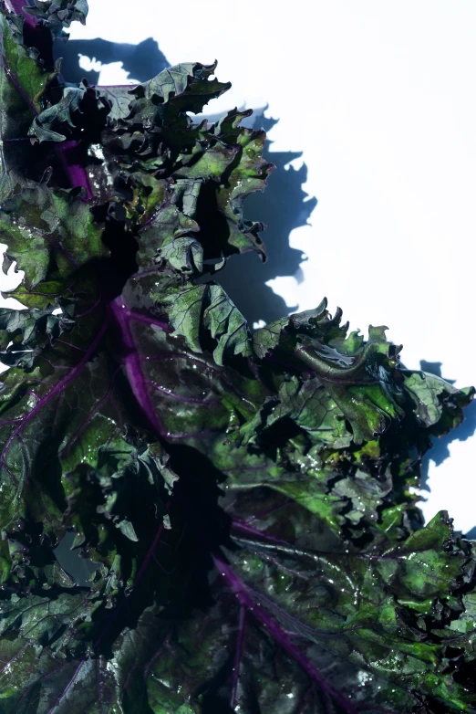 an overhead view of leafy greens on a white surface