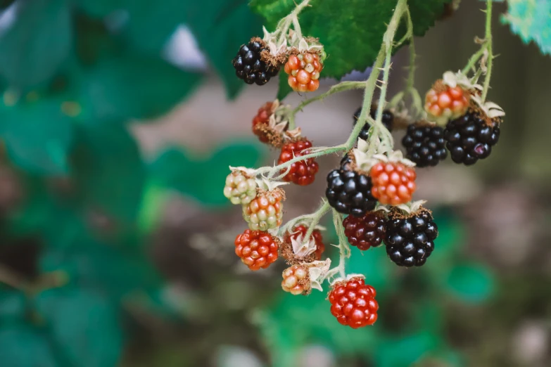 some berries are hanging from a nch next to leaves