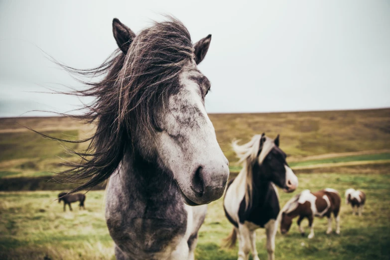 a white and brown horse with it's hair blowing in the wind