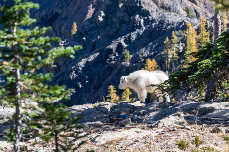 a white animal standing on top of a rocky mountain