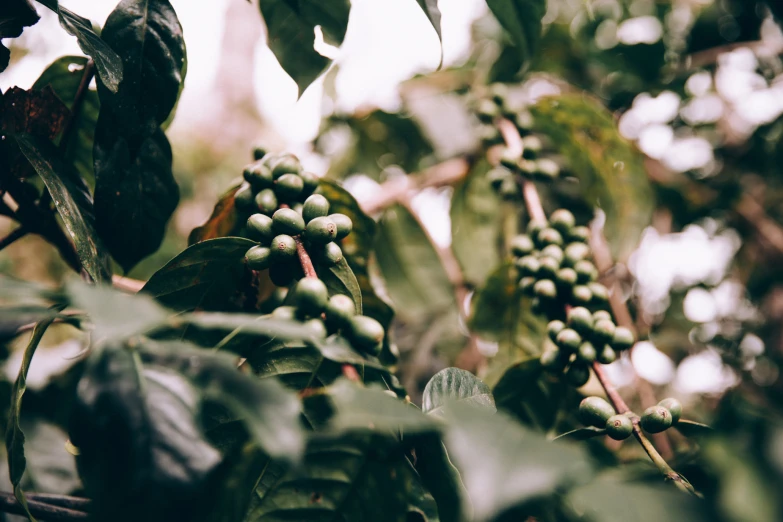 coffee plant with lots of green berries hanging off of it