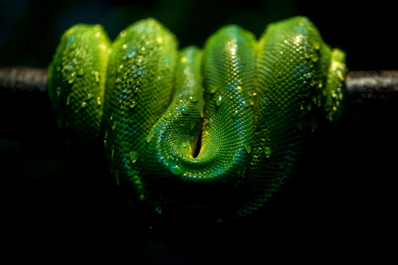 a green snake curled up on a tree nch