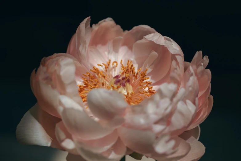 a large pink flower with its center blooming