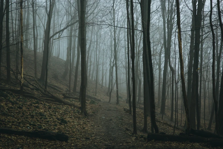 a narrow, forested path running through an foggy forest