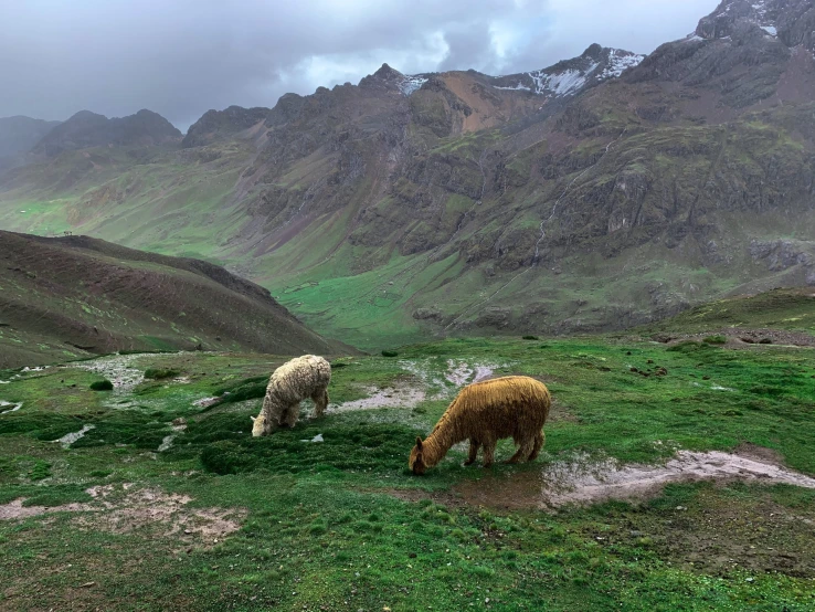 sheep grazing near the mountains on a cloudy day