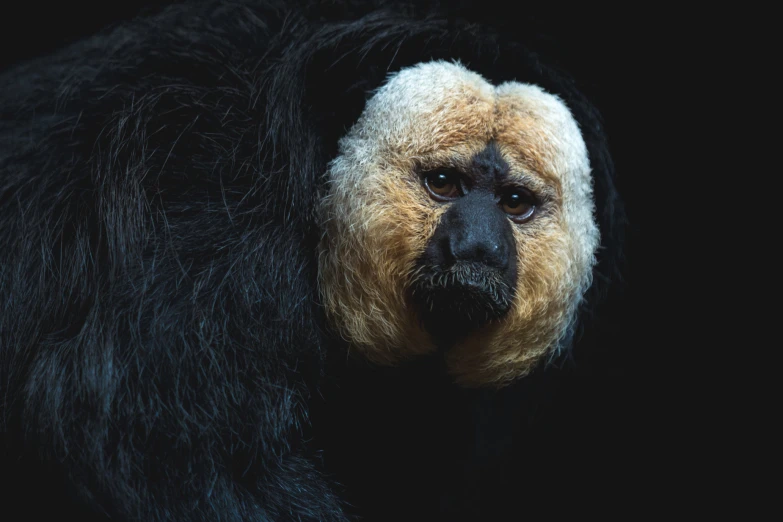 a black and white monkey looking up into the distance