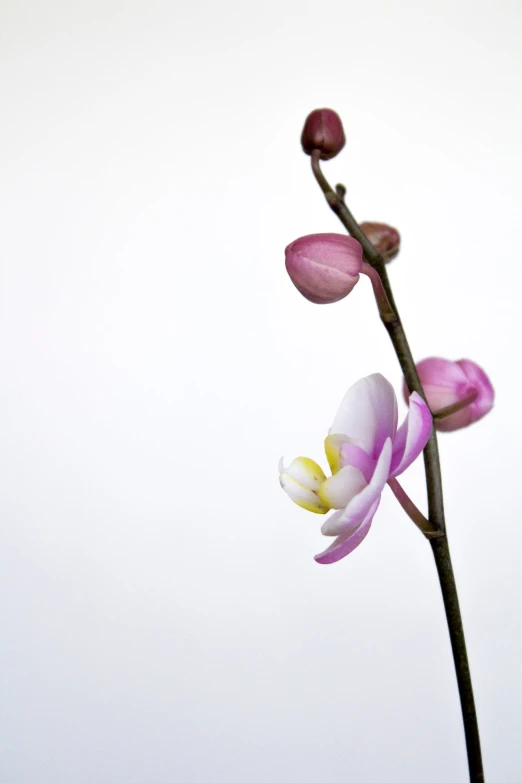 three different types of flowers with one big and one small