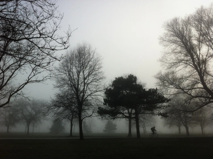 trees, grass, fog and bicycles are featured in an area where the weather is not yet yet