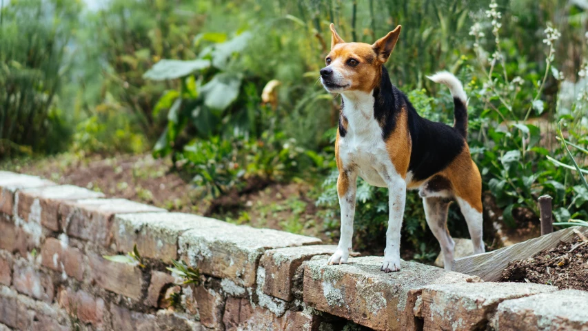 a dog standing on top of a stone wall