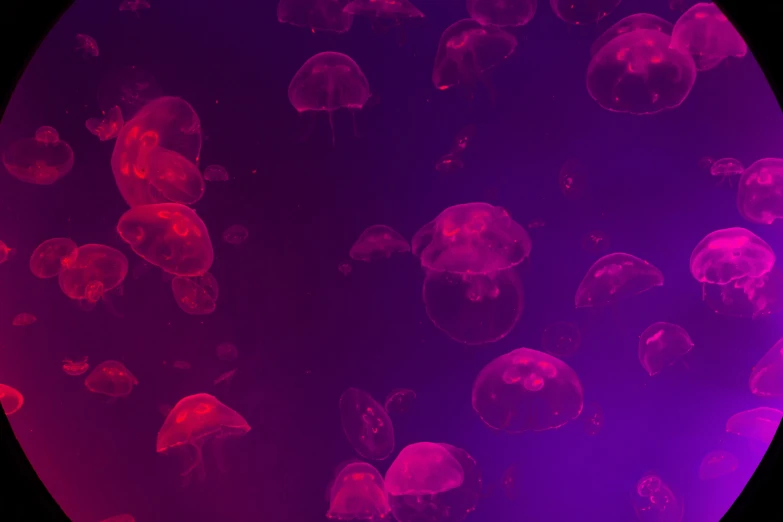 many different type of jelly fish are in a dark purple space