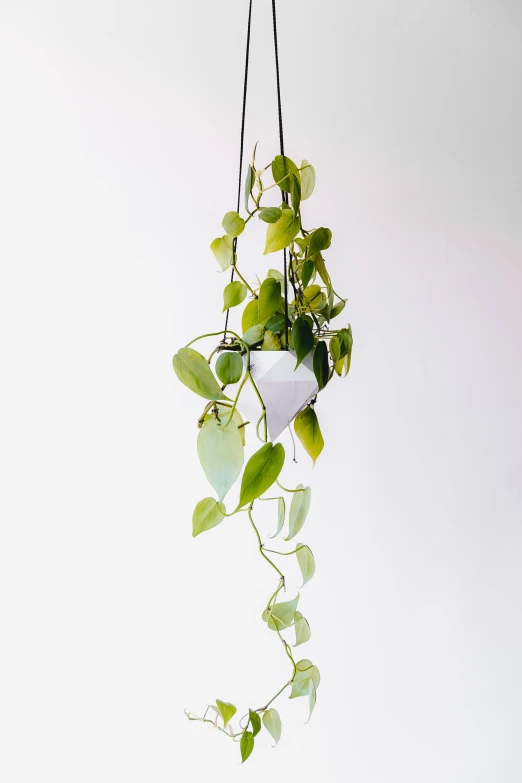 a plant hangs from a white ceiling with vines