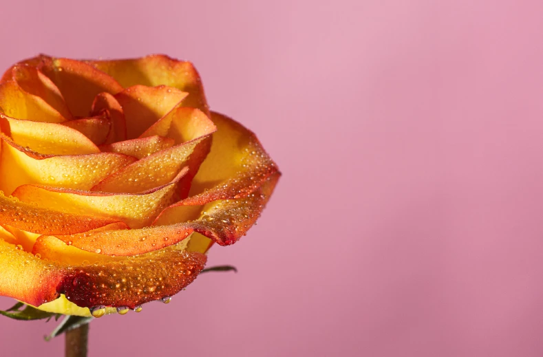 a beautiful yellow rose is illuminated with raindrops