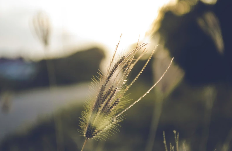 a close up of some grass with the sun in the background