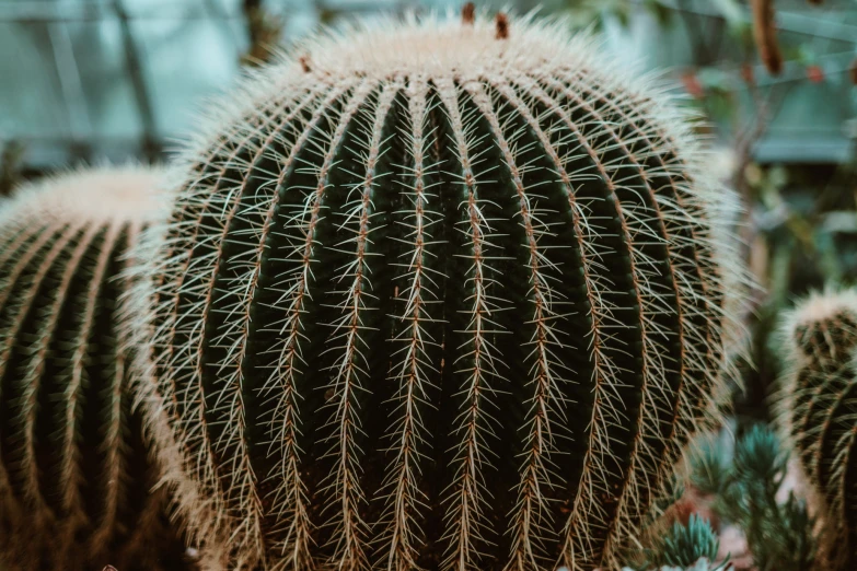 the top of the cactus is getting thin and long needles