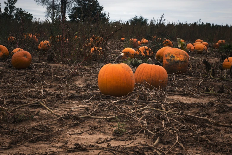 many pumpkins are growing in the patch of earth