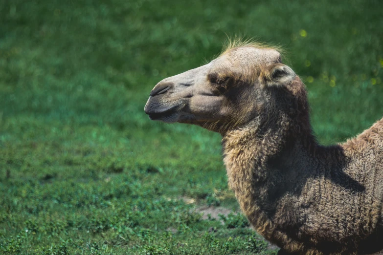 a big brown animal standing next to a lush green field