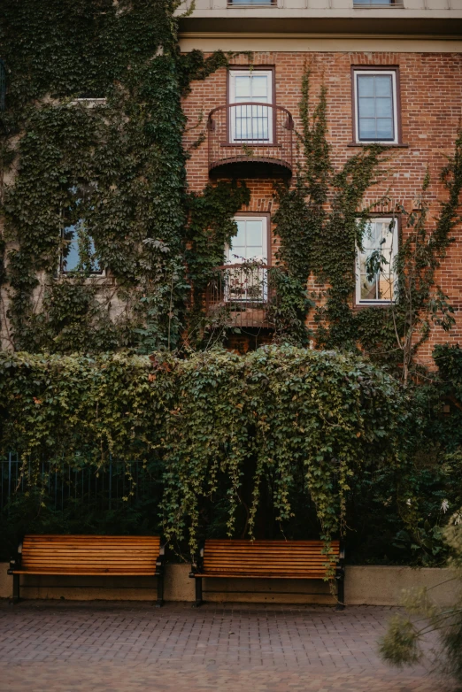 several wooden benches in front of a building covered with ivy