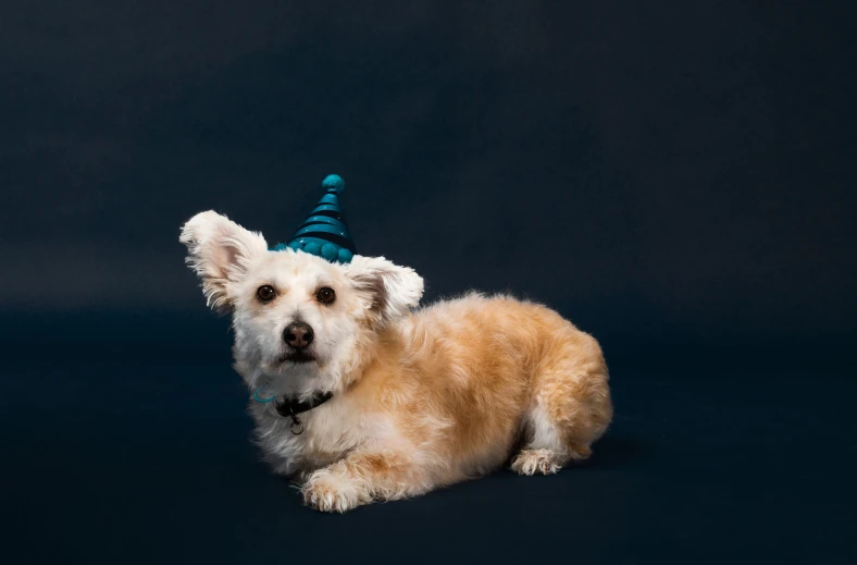 a dog is wearing a birthday hat while laying down