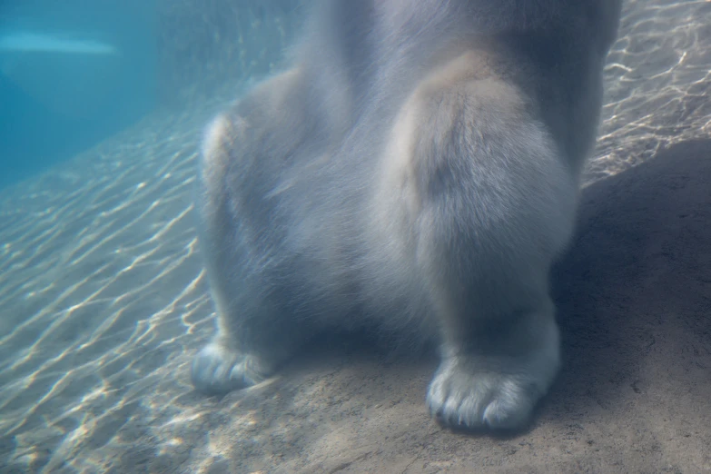 a polar bear in water looking for soing