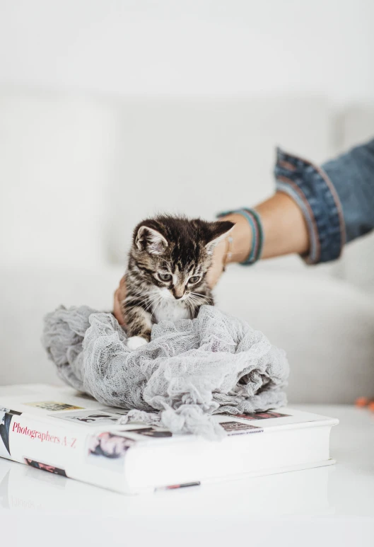 a cat that is sitting on top of a book