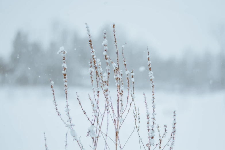 a snow covered field with snow in the background