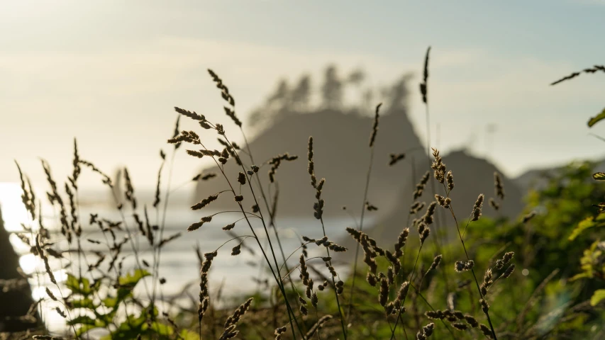 long dead grass in front of some mountains