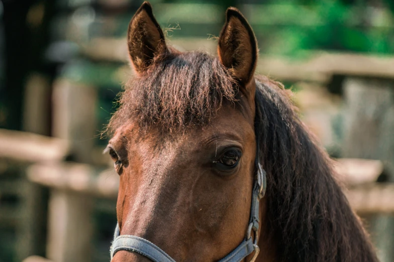 the head of a brown horse with a blue harness around it