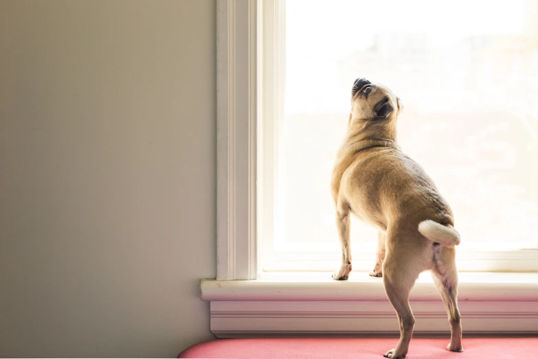 a small dog stands on a red carpet and watches out a window