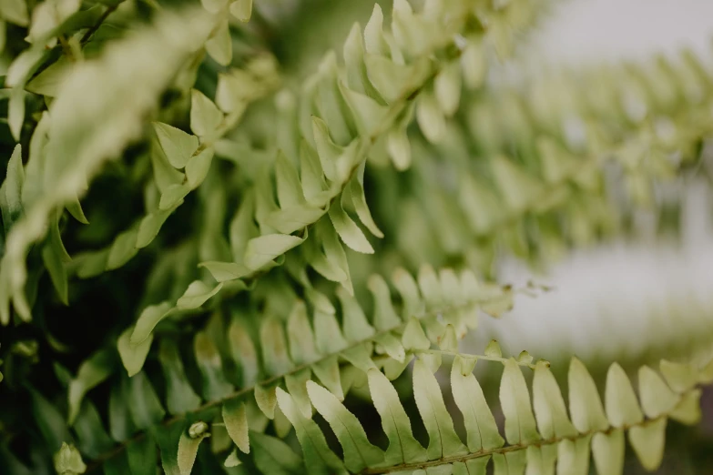 closeup image of leaves in an evergreen forest