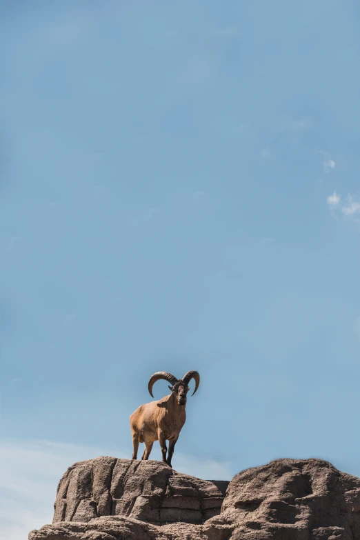 the ram has large horns and stands on a rocky hill