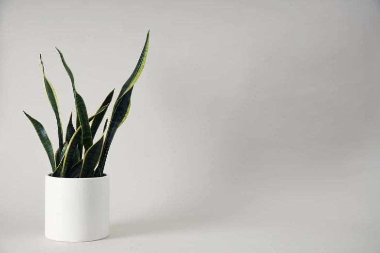 a houseplant in a white vase against a plain backdrop